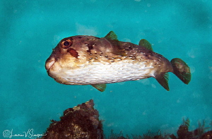 Porcupinefish/Photographed with a Canon 60 mm macro lens ... by Laurie Slawson 